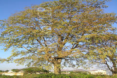 Holoptelea integrifolia